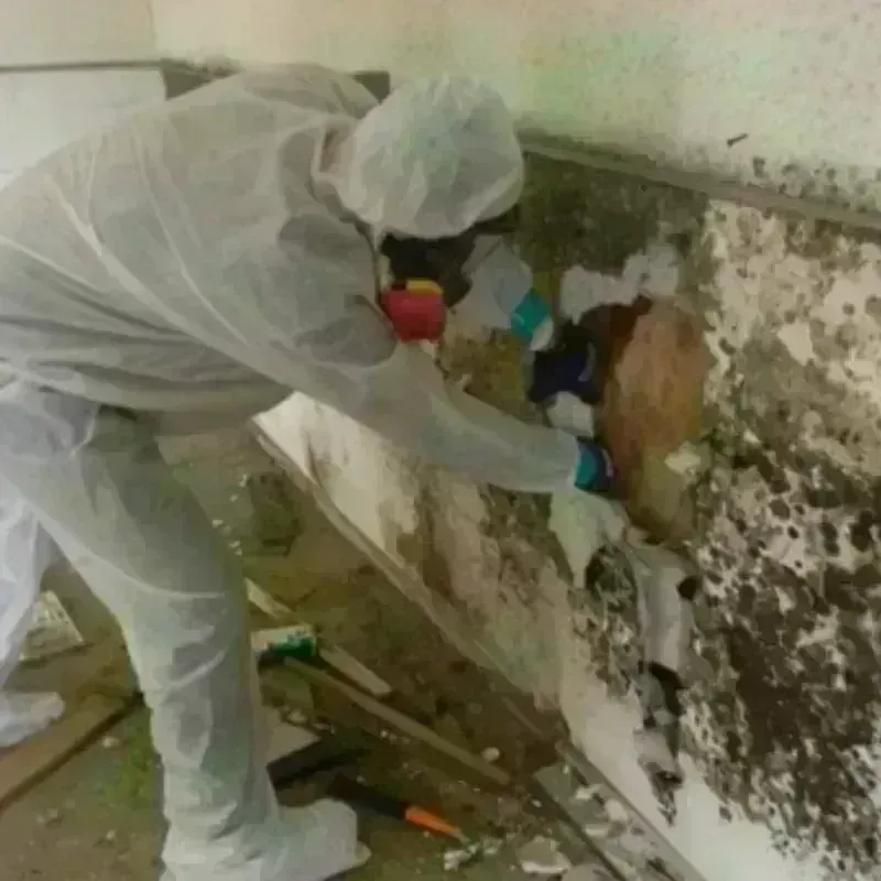 Mold Remediation and Removal in Jackson, LA